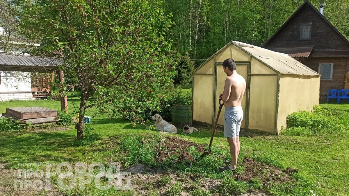 Забудьте про яды и капканы: три простых растения по периметру заставят мышей навсегда покинуть ваш участок
