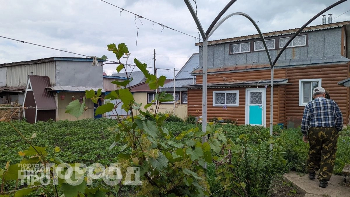 Китайцы штурмуют огороды ради обычного сорняка: почему в России это растение годами вырывают с корнем
