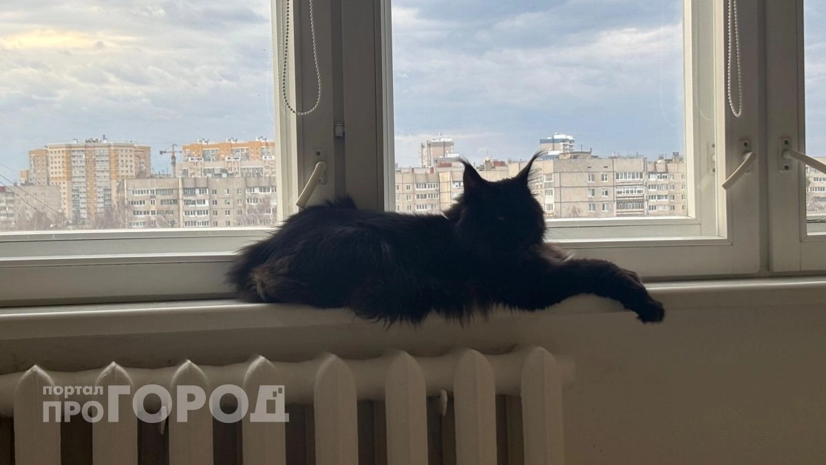 Ваша кошка остается одна: что на самом деле происходит в её голове в ваше отсутствие и как это проверить