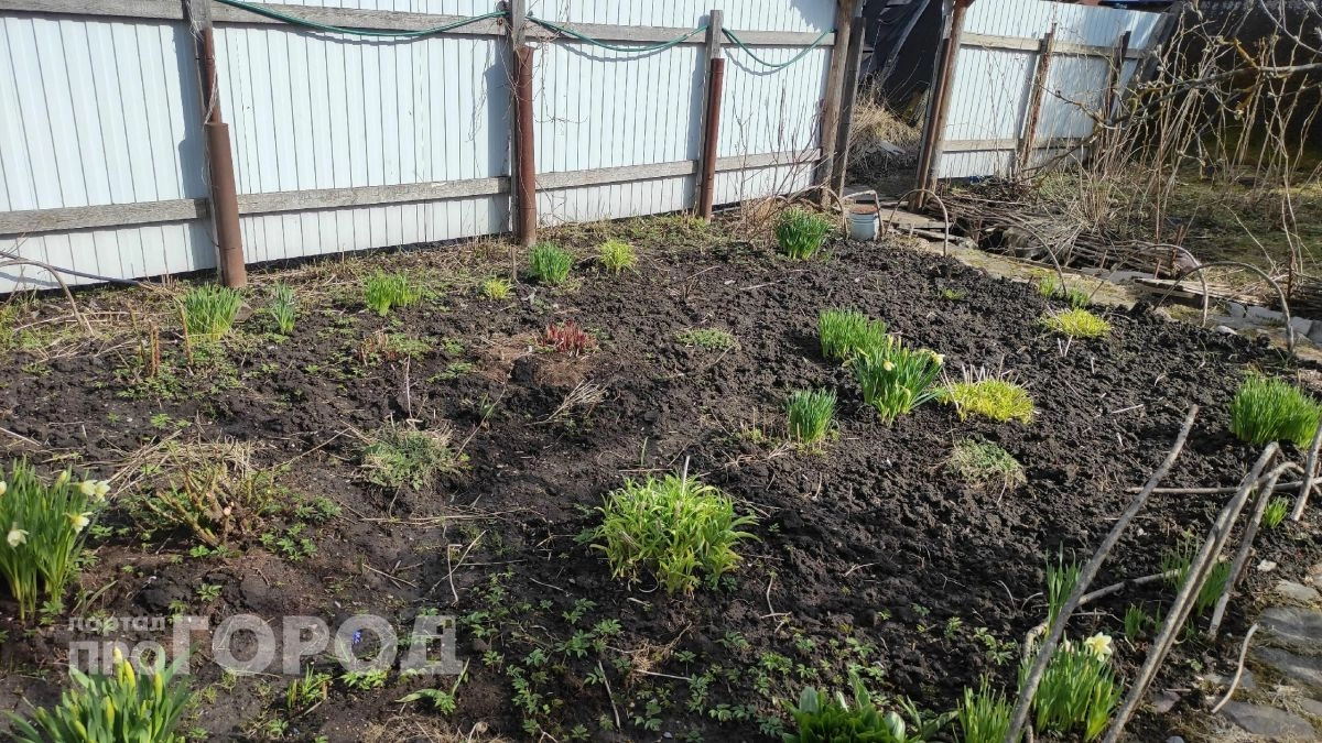 Забудьте про покупные яды: пара крупинок этого средства заставит муравьев покинуть участок навсегда