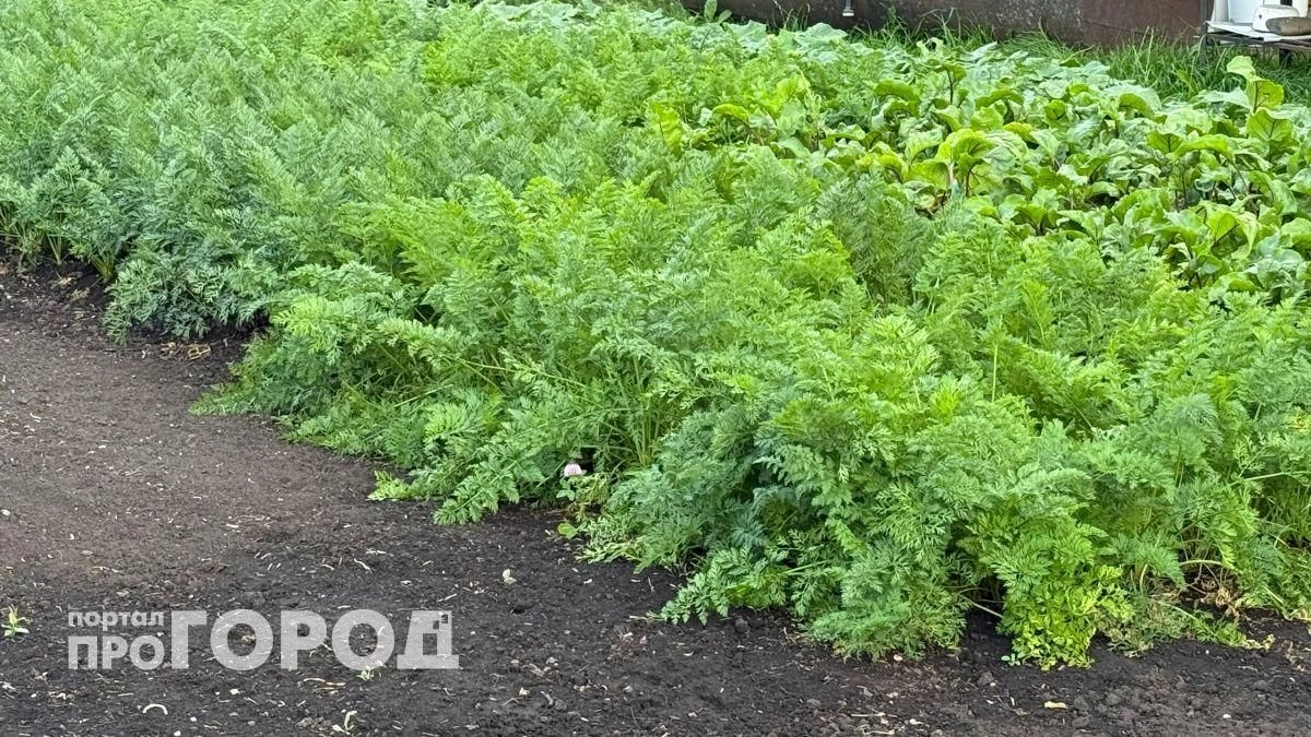 Забыла про морковную муху на все лето: просто втыкаю это растение между рядами и собираю чистый урожай