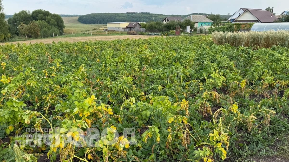 Больше никакой химии на участке: высаживаю этот простой цветок в лунки и навсегда забываю про колорадских жуков