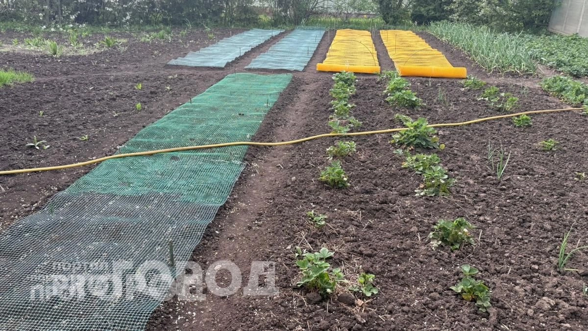 Забыла о кротах навсегда: достаточно просто закопать в землю одну вещь и они сбегут с участка сами