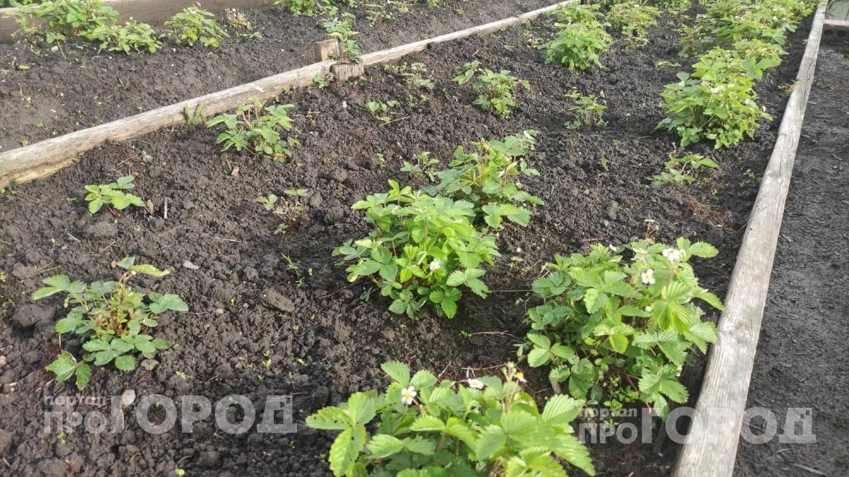 В июне клубнике нужна одна подкормка: вношу по ложке под каждый куст и собираю ягоды размером с кулак