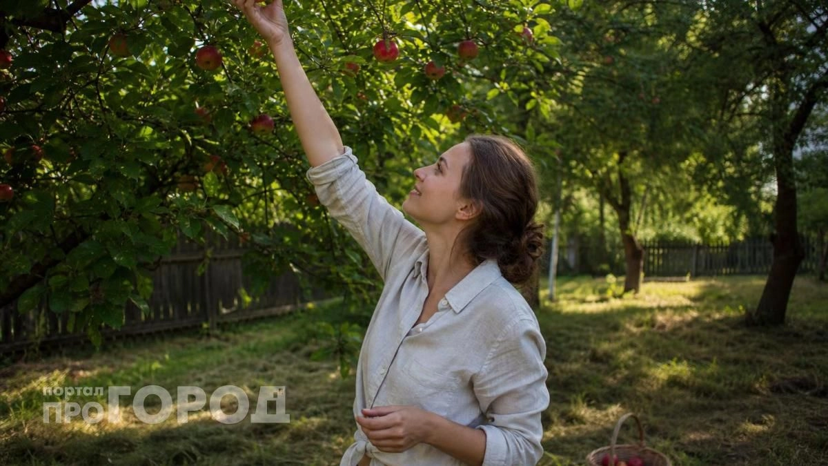Никакой химии на яблонях больше не нужно: просто закрепите это на ветках в июне и забудьте о червивых плодах