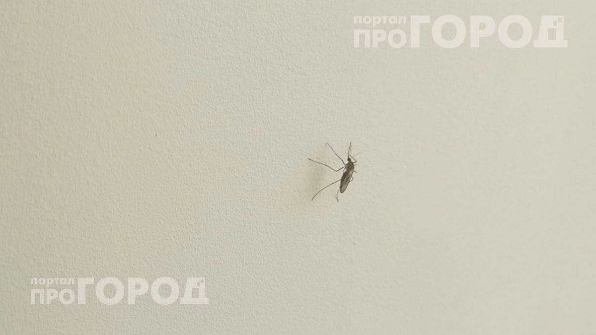 Выкиньте дорогую химию: комары разлетаются в стороны от этого простого состава за копейки из аптеки