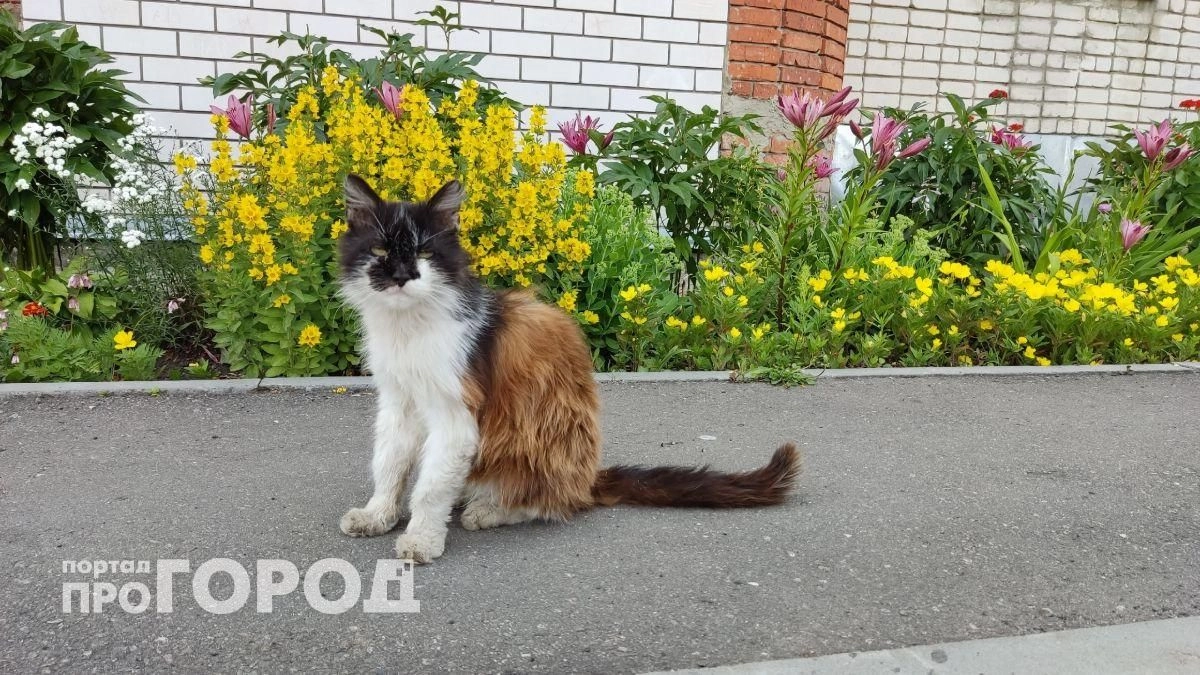 Вы совершаете критическую ошибку после ссоры с питомцем: узнайте, как восстановить доверие своей кошки