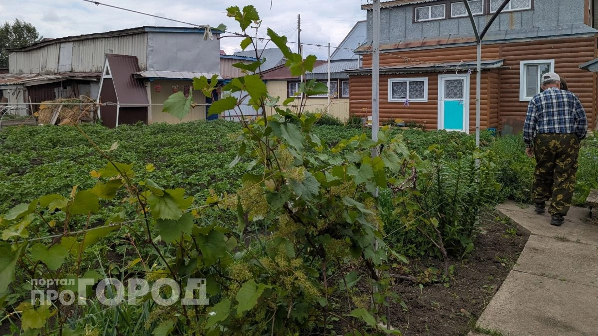 Забудьте про тяпку: смешайте стакан средства с ведром воды и забудьте про сорняки на весь оставшийся сезон