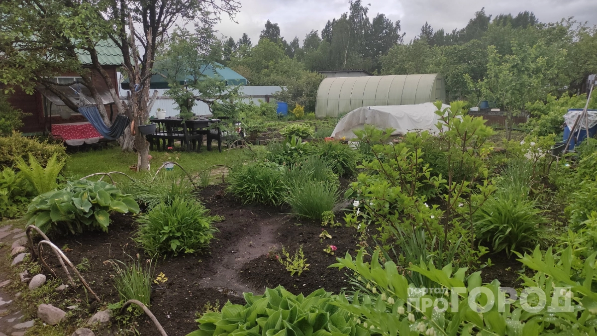 Избавьтесь от этих 6 деревьев на участке прямо сейчас: Мичурин предупреждал об их опасности для фундамента дома
