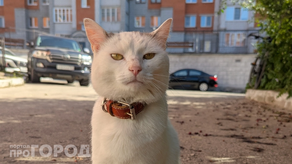 Перестаньте мучить питомца: пол кошки можно безошибочно определить по одной детали на мордочке за секунду