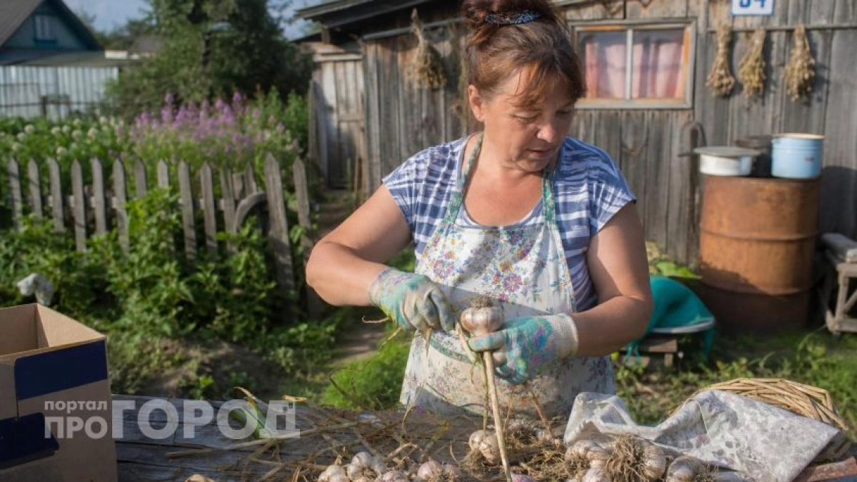 Больше не выбрасываю чеснок весной: узнала простой трюк для долгого хранения головок в обычном шкафу