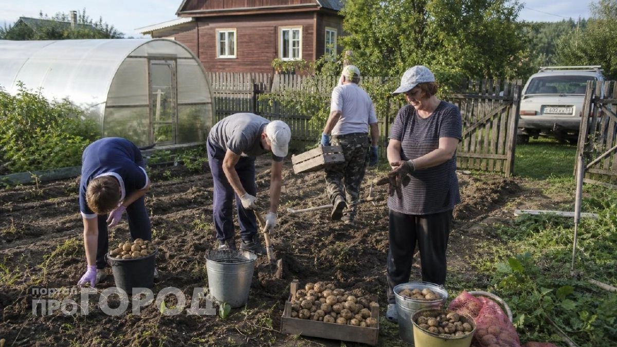 Идеальные даты для выкопки картофеля в августе 2026: как собрать урожай, который гарантированно долежит до весны