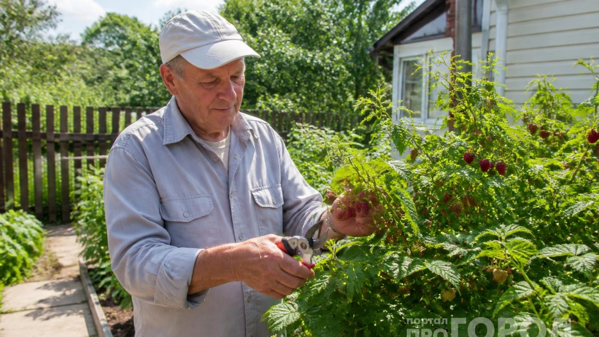 Малина превращается в увешанное ягодами дерево после одной процедуры по Соболеву: собираю по 10 кг с куста