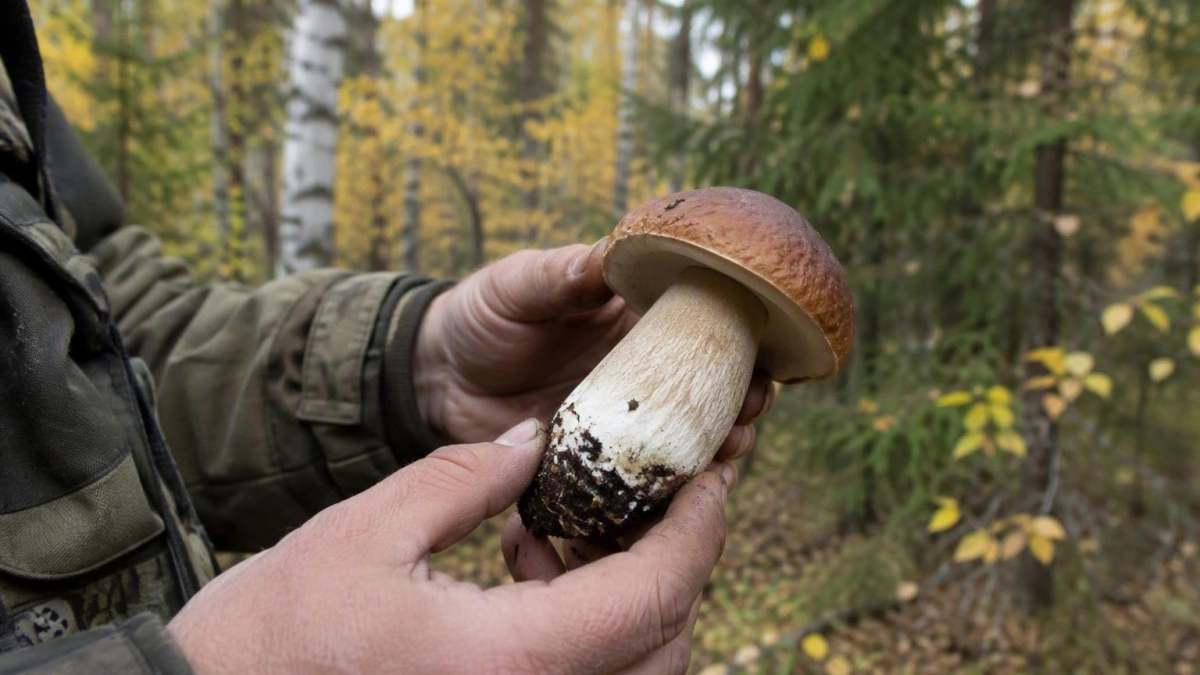 Грибники назвали самые урожайные места Саратовской области — собирают целыми ведрами