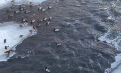 Утки превратили незамерзающую реку в экстремальный аттракцион
