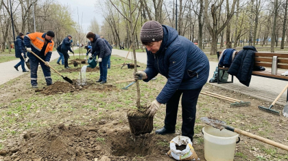 В парке «Изумрудный» в Саратове высадили десятки новых саженцев